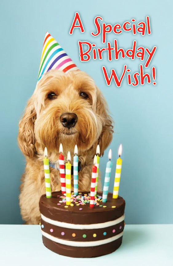 A Special Birthday Wish! Postcards (25 Pk) - Re-vived