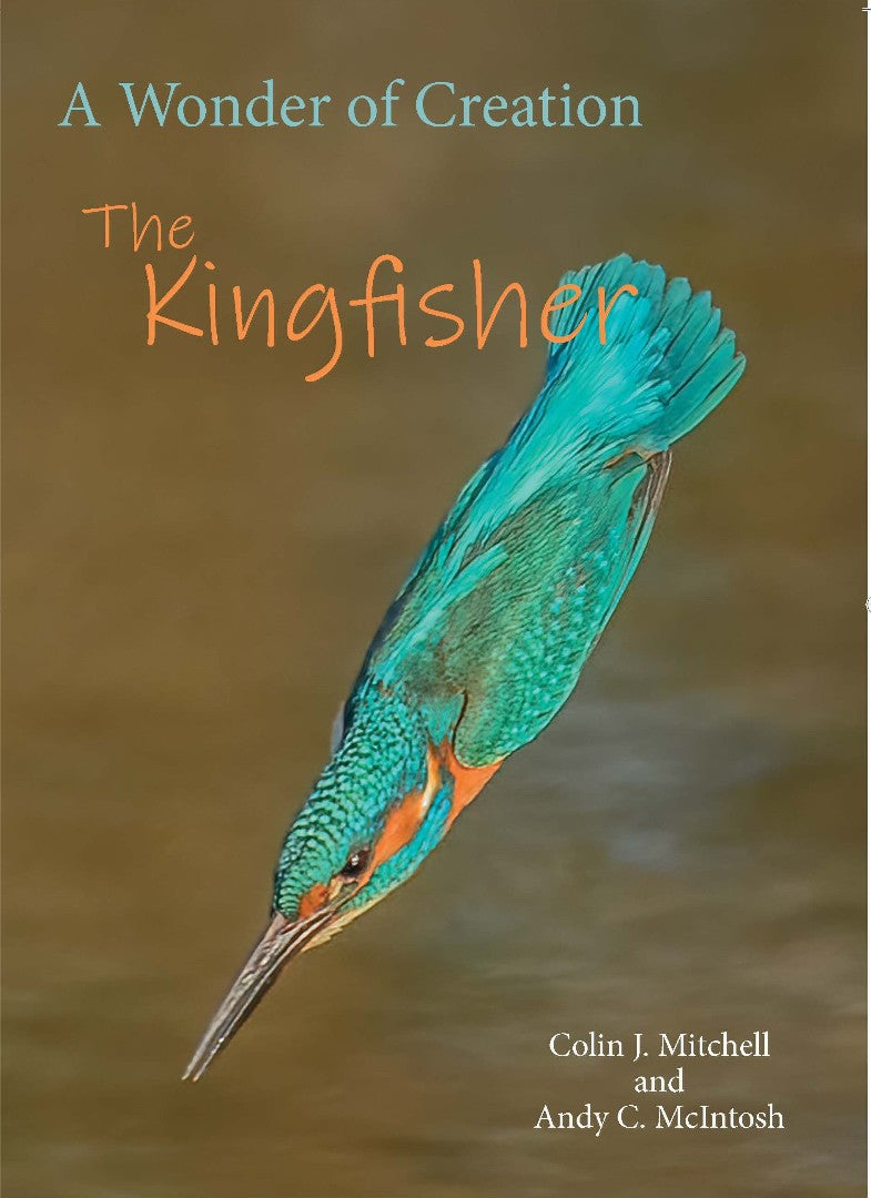 Wonder of a Kingfisher - Re-vived