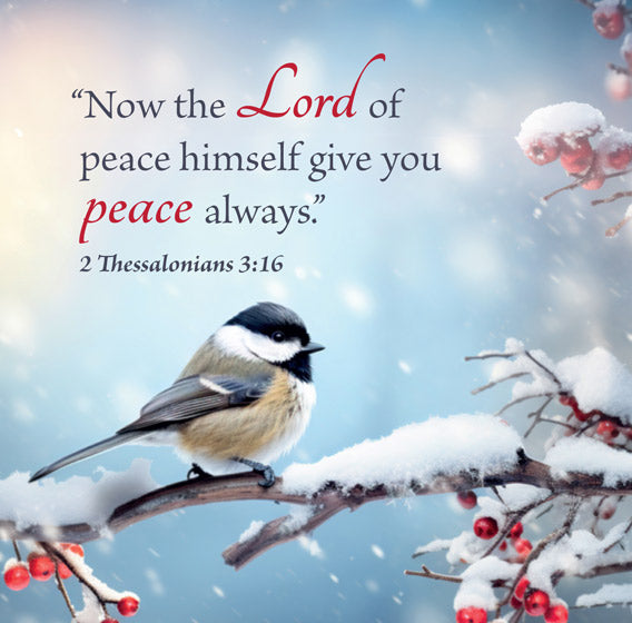 Christmas Boxed Cards: Winter Birds (Pack Of 16) - Re-vived