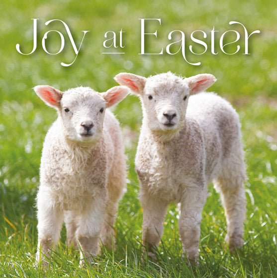 Easter Card - Lambs: Joy At Easter (Pack Of 5) - Re-vived