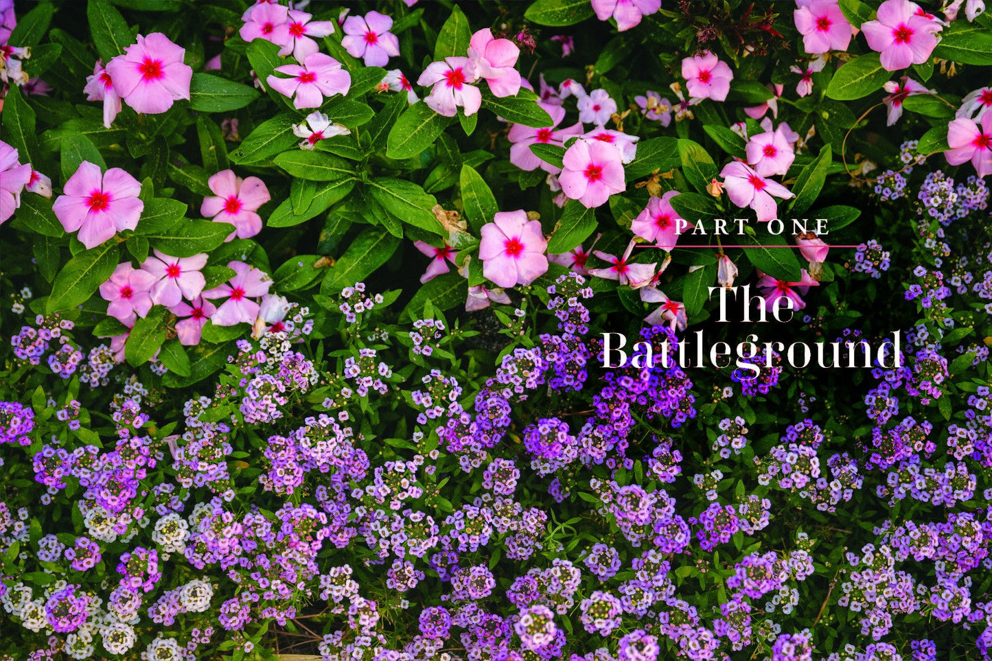 Blooms After Winter - Re-vived