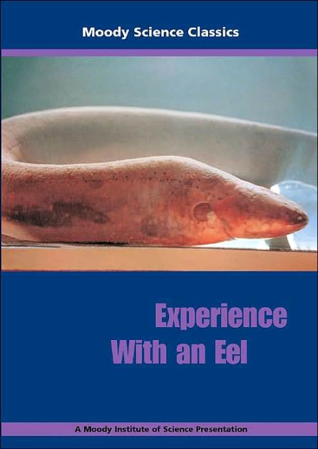 Experience With An Eel - Re-vived