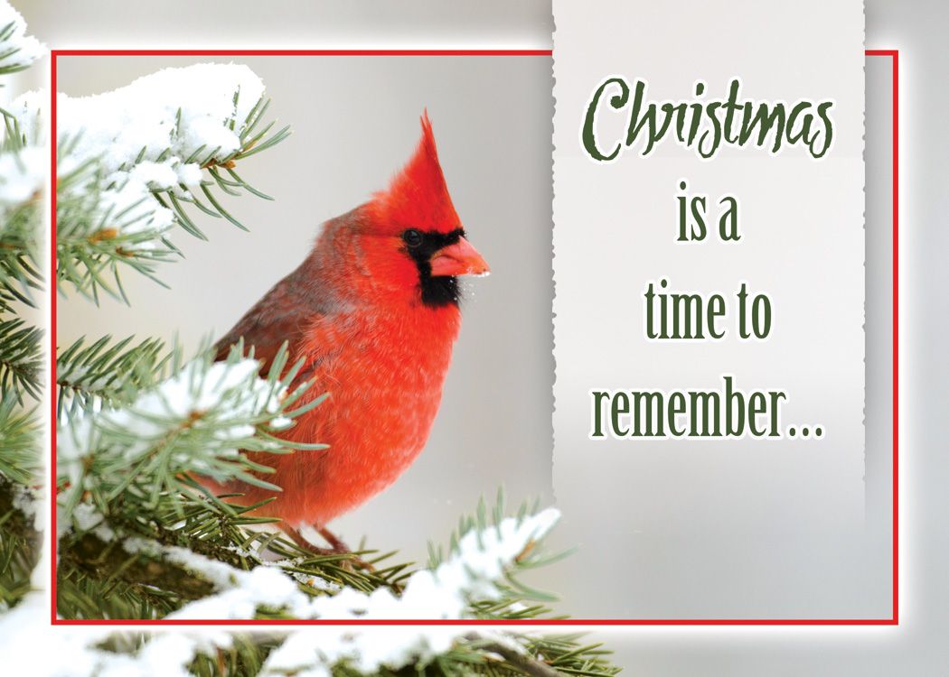 Christmas Birds Boxed Christmas Cards (Box of 12) - Re-vived
