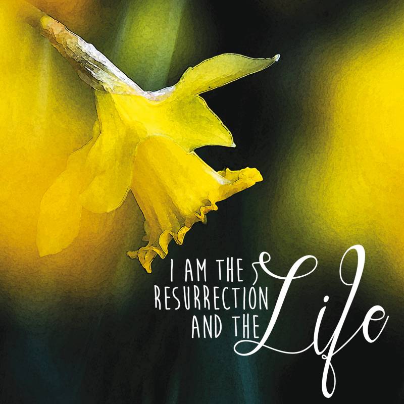 Daffodil Easter Cards (Pack of 5) - Re-vived