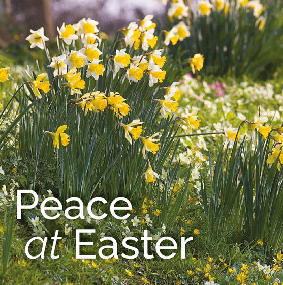 Easter Card - Daffodils: Peace At Easter (Pack Of 5) - Re-vived