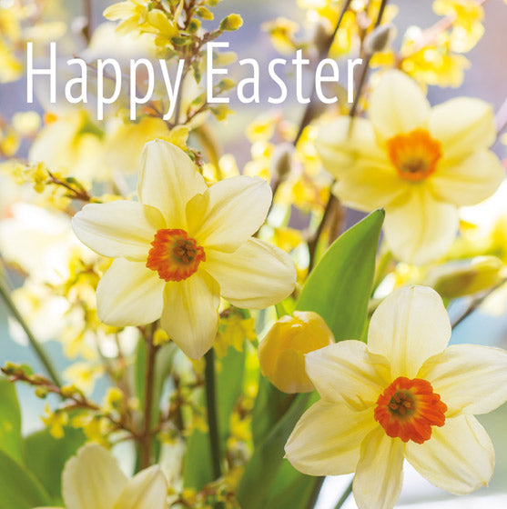 Easter Card - Daffodils and Forsythia (pack of 5) - Re-vived