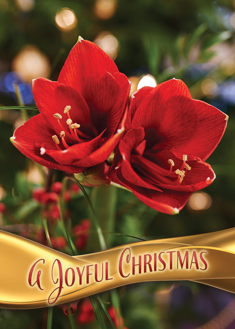 A Christmas Prayer Assorted Boxed Cards - Re-vived