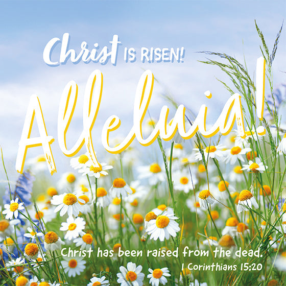Compassion Charity Easter Cards - Alleluia!/Daisies - Re-vived