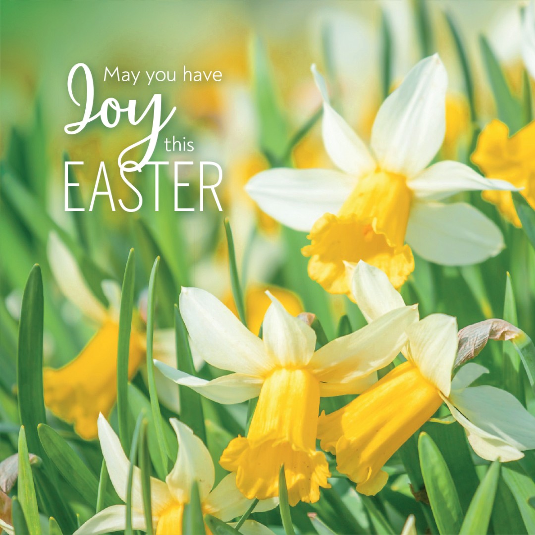Compassion Charity Easter Cards: Joy/Daffodils (5 pack) - Re-vived