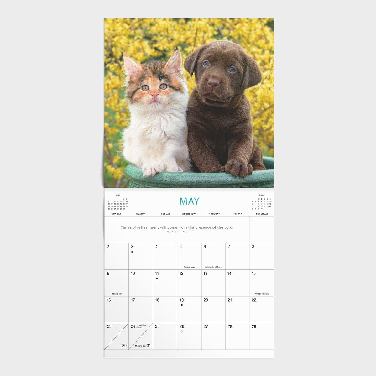 2021 Mini Calendar: Whiskers & Paws