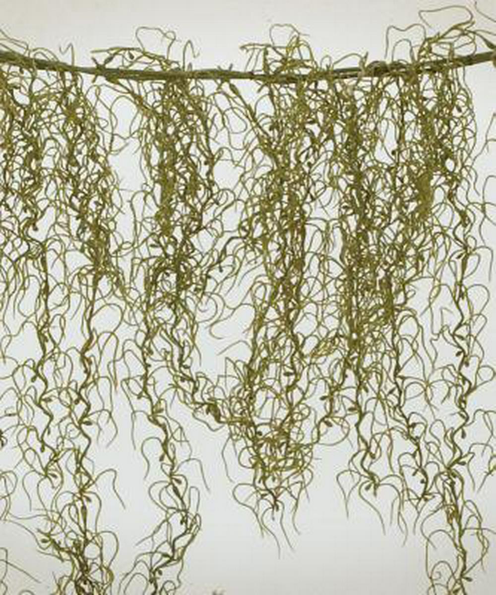 VBS Shipwrecked Moss (4in Length)