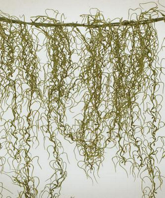 VBS Shipwrecked Moss (4in Length)
