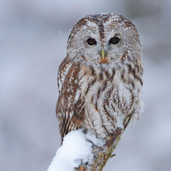 Winter Wildlife Boxed Christmas Cards (Box of 18)