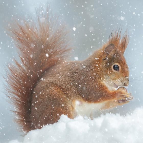 Winter Wildlife Boxed Christmas Cards (Box of 18)