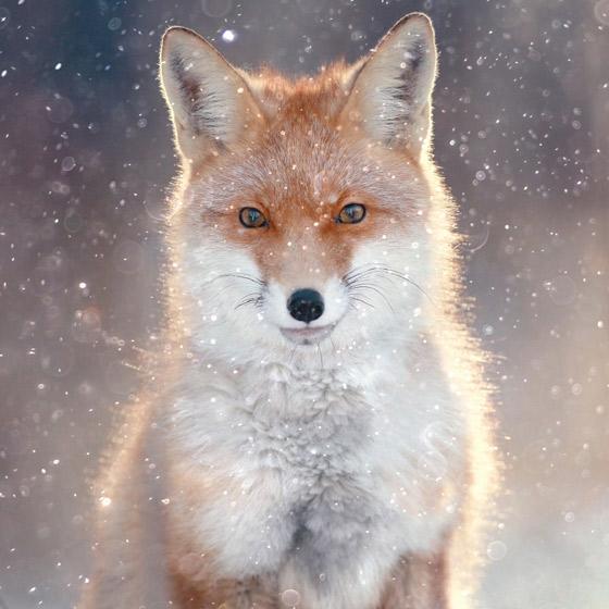Winter Wildlife Boxed Christmas Cards (Box of 18)